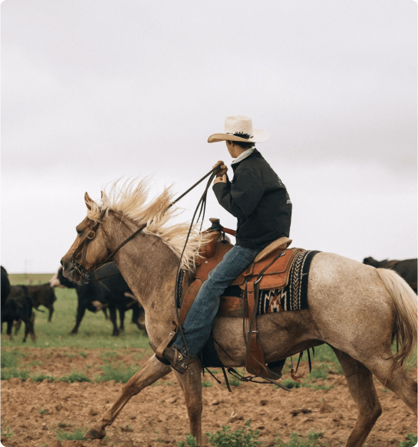 Our Legacy - Two Alvin's Cattle